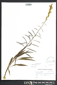 Liatris turgida image