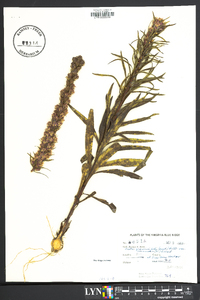 Liatris graminifolia var. racemosa image