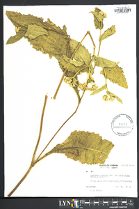 Parthenium hispidum var. auriculatum image