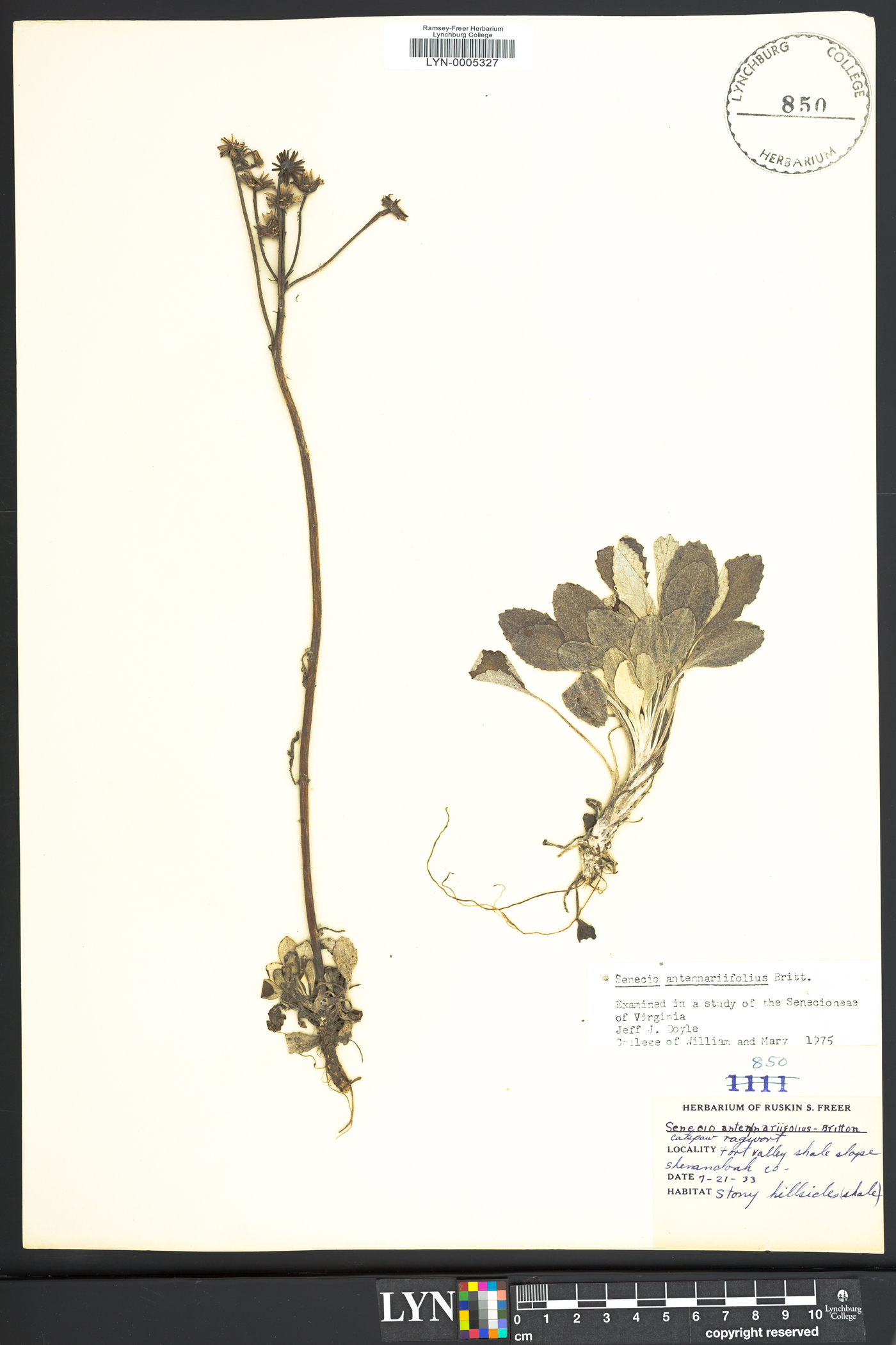 Senecio antennariifolius image