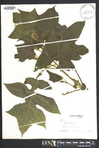 Polymnia canadensis image