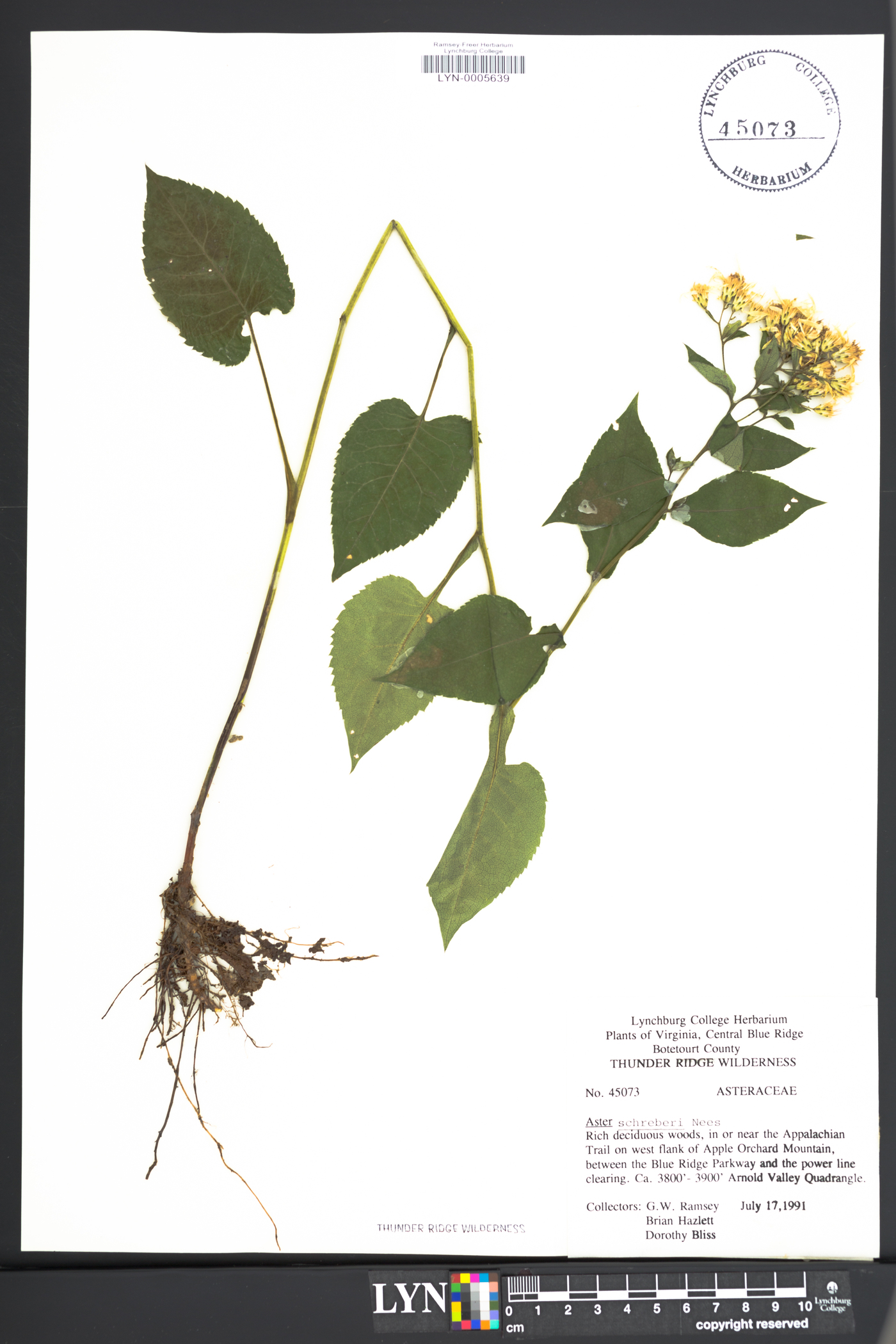 Eurybia schreberi image
