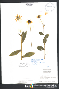 Rudbeckia fulgida image