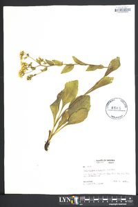 Sericocarpus asteroides image