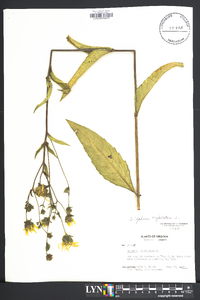 Silphium asteriscus image