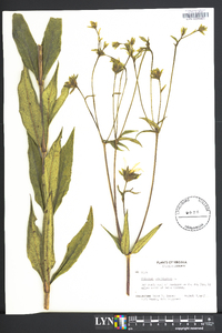 Silphium asteriscus var. trifoliatum image