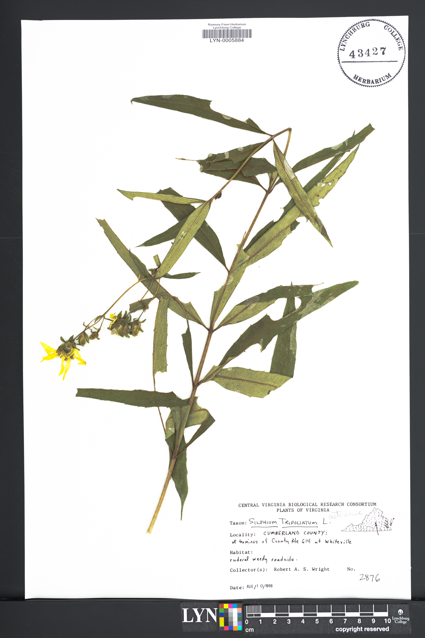 Silphium asteriscus var. trifoliatum image