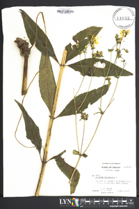 Silphium asteriscus var. trifoliatum image