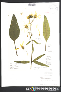 Silphium asteriscus image