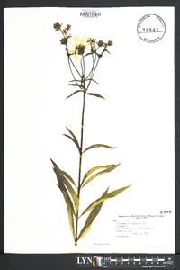 Silphium asteriscus image