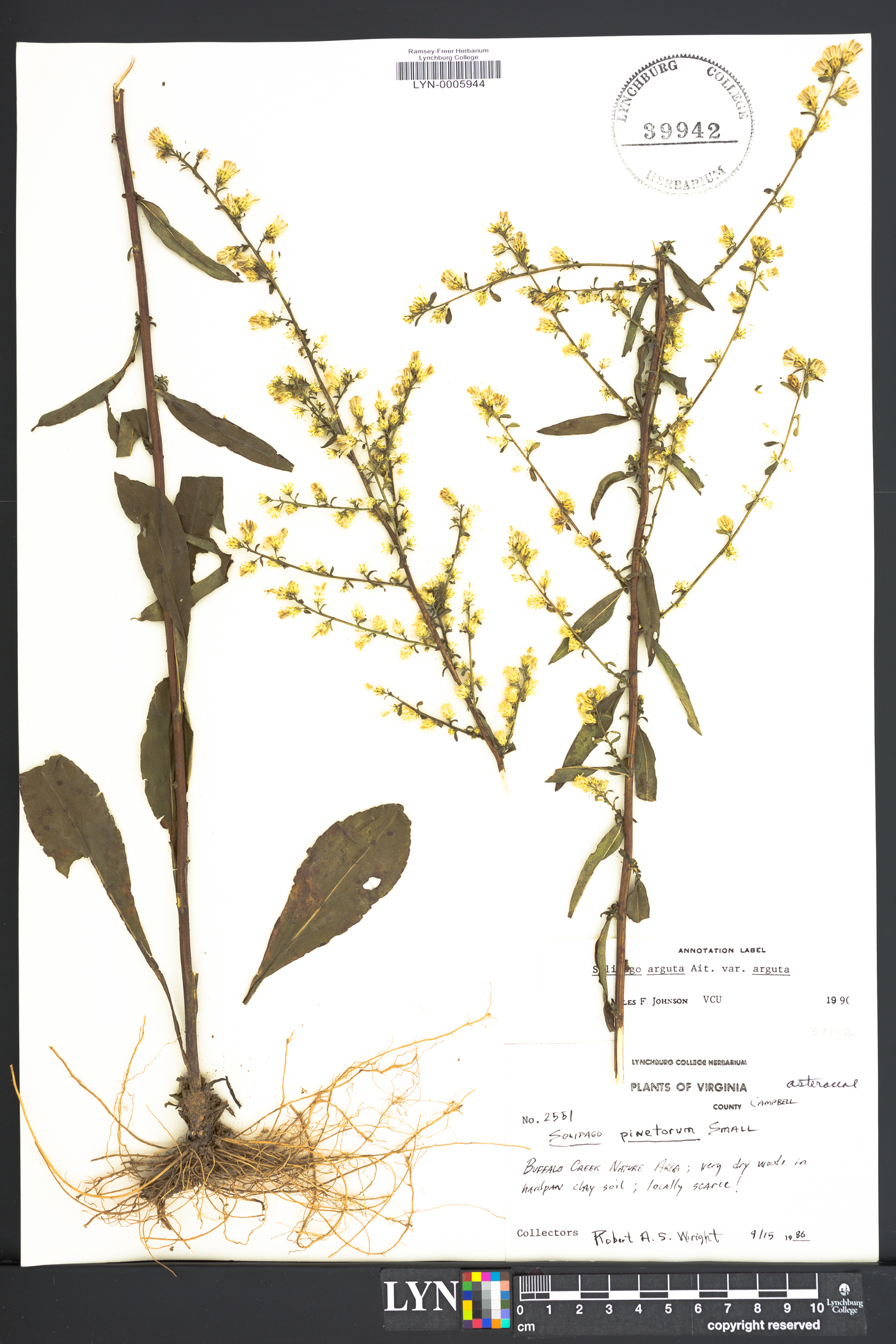 Solidago arguta var. arguta image