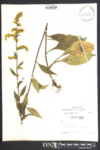 Solidago arguta var. arguta image