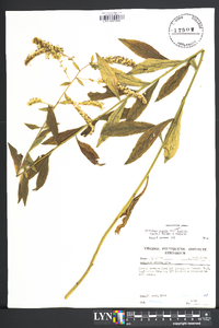 Solidago arguta var. bootii image