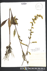 Solidago arguta var. bootii image