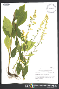 Solidago arguta var. caroliniana image