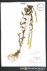 Solidago bicolor image