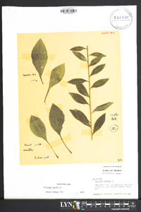 Solidago bicolor image