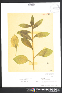 Solidago bicolor image