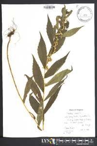 Solidago caesia var. curtisii image