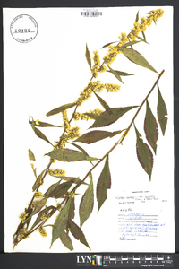 Solidago caesia var. curtisii image