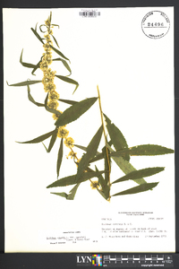 Solidago caesia var. curtisii image