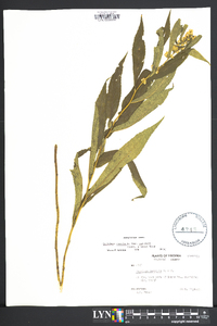 Solidago caesia var. curtisii image