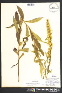 Solidago caesia var. curtisii image