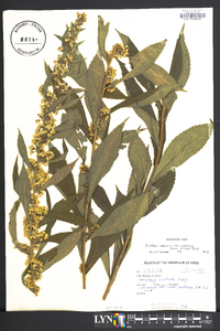 Solidago caesia var. curtisii image