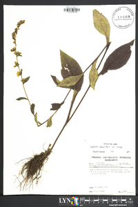 Solidago patula image