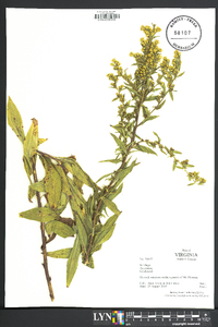 Solidago randii image