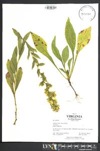 Solidago randii image