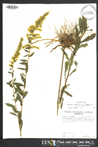 Solidago rugosa var. rugosa image