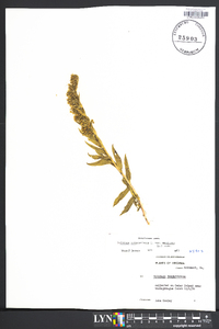 Solidago sempervirens image