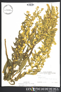 Solidago speciosa image