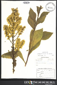 Solidago speciosa image