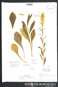 Solidago speciosa image