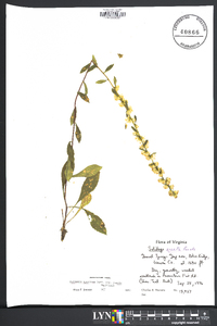 Solidago speciosa image