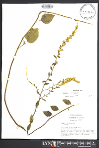 Solidago sphacelata image