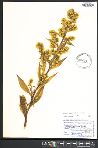 Solidago squarrosa image