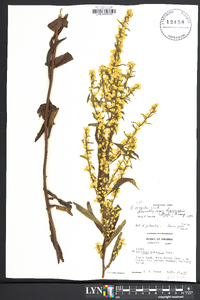 Solidago arguta var. harrisii image