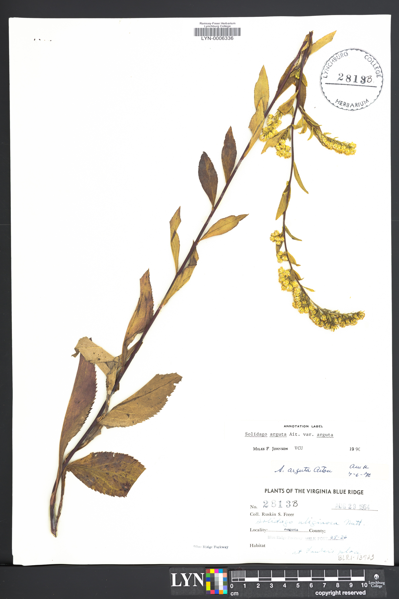 Solidago arguta var. arguta image