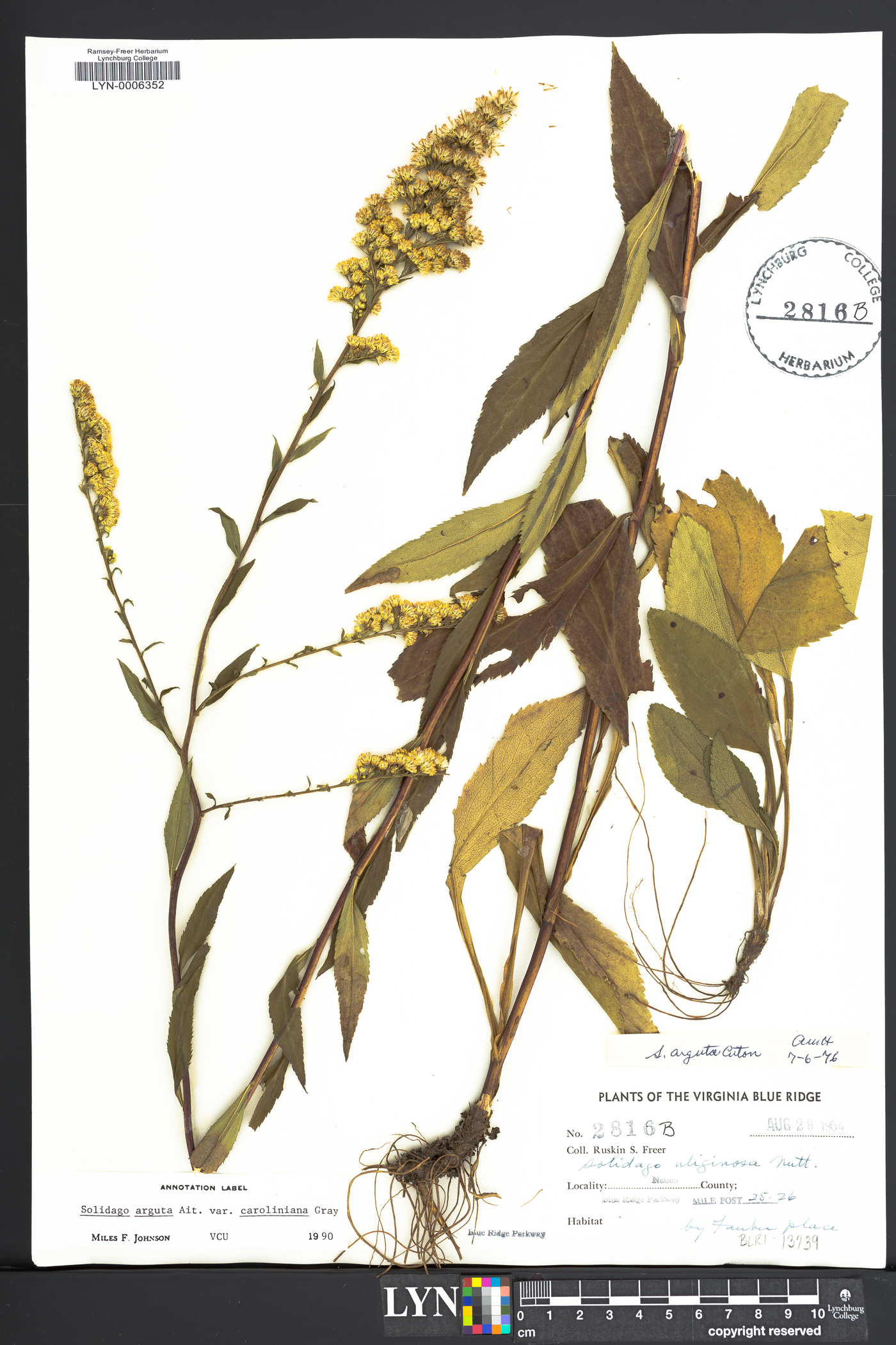 Solidago arguta var. caroliniana image