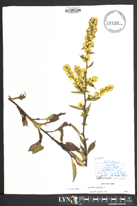 Solidago bicolor image