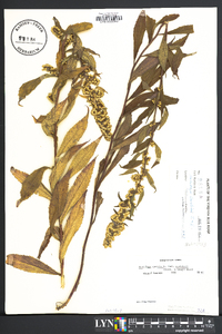 Solidago caesia var. curtisii image