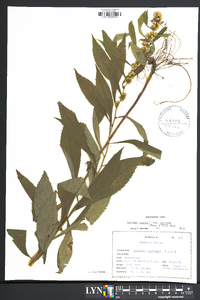 Solidago caesia var. caesia image