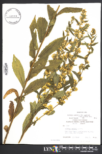 Solidago caesia var. curtisii image