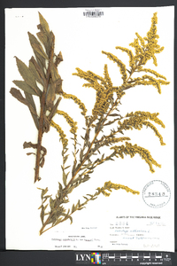 Solidago canadensis var. hargeri image