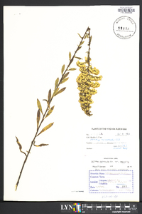 Solidago nemoralis var. nemoralis image