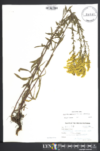 Solidago nemoralis var. nemoralis image