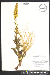 Solidago puberula var. puberula image